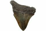 Fossil Megalodon Tooth - South Carolina #207964-1